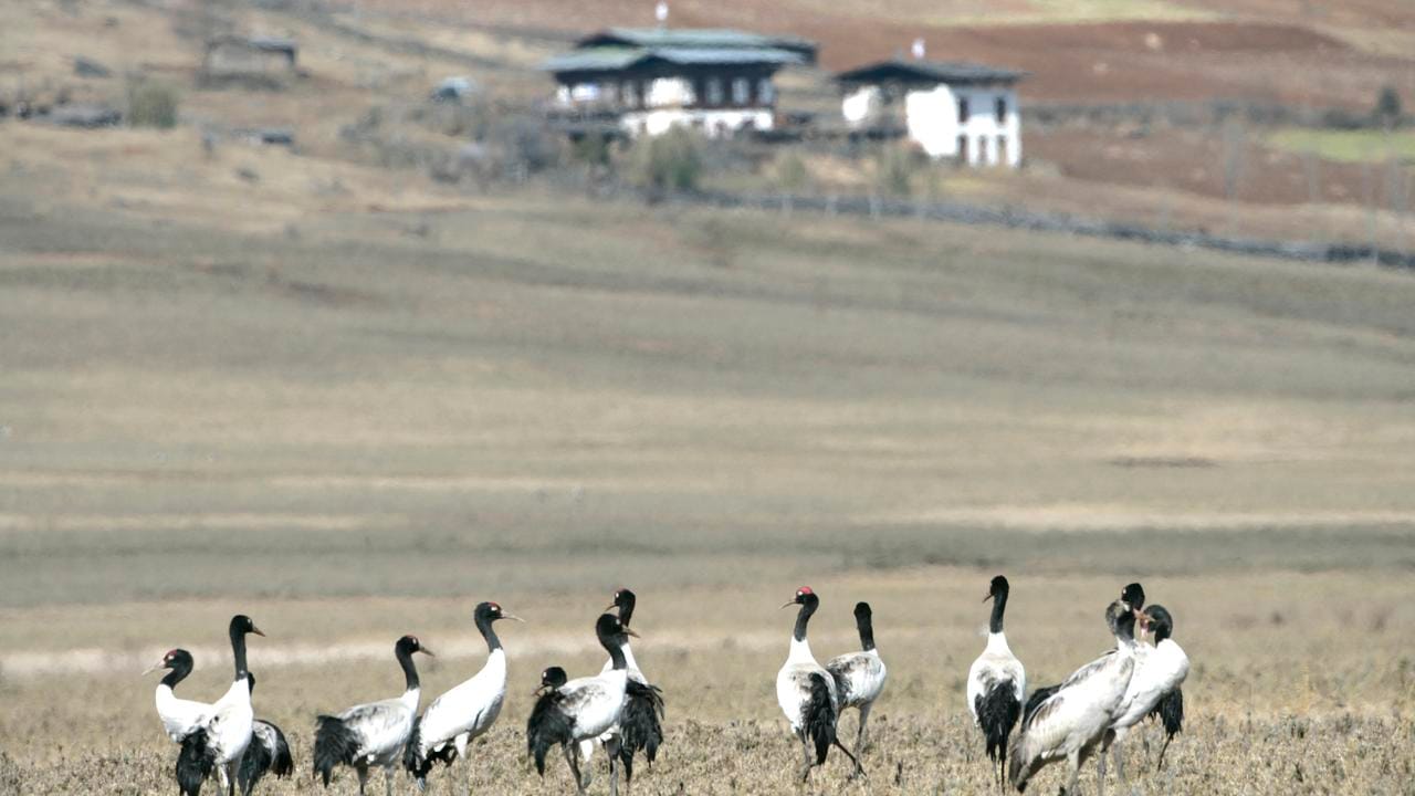 black-necked crane