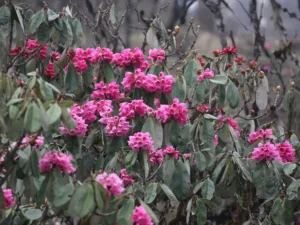 Bhutan in spring