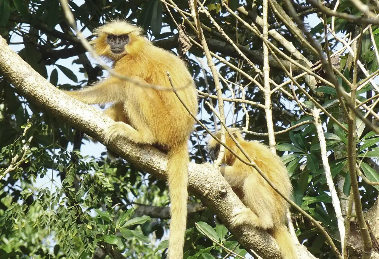 Golden Langur in Southern Bhutan